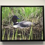Framed Canvas Loon Print from Kathleen Baker
